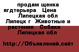 продам щенка ягдтерьера › Цена ­ 6 000 - Липецкая обл., Липецк г. Животные и растения » Собаки   . Липецкая обл.